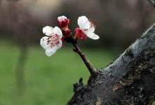 Photo of تغییر قالب سایت مبین مدیا در آستانه فرا رسیدن بهار